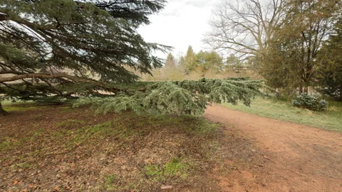 Sprawling Cedar tree spreads its ancient branches over the Salgirka Park path Stock Footage 331914220