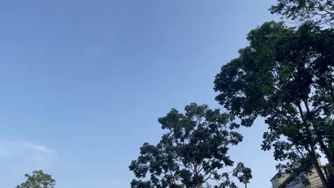 Sprawling Clean Blue Sky Backdrop and Vibrant Green Trees in Daylight Stock Footage 344686740