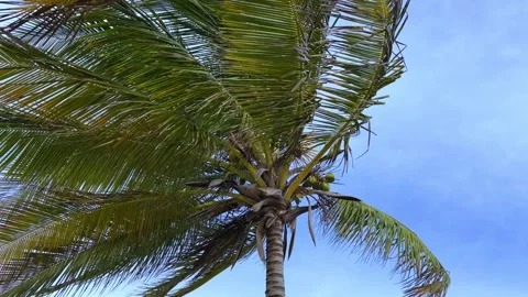 A sprawling coconut palm on the ocean shore.  Stock Footage 287909618