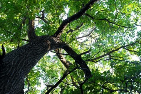 Sprawling crown of an old oak tree. Stock Photos