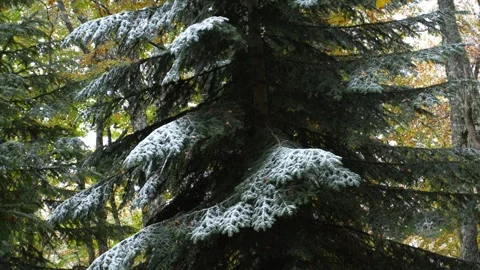 Sprawling evergreen blanketed with a light layer of snow. Stock Footage 255664840