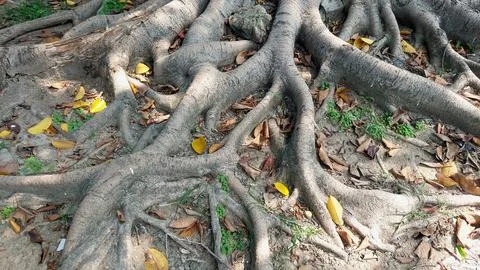 Sprawling Exposed Root System of a Massive Ancient Tree with Textured Trunk Stock-Fotos