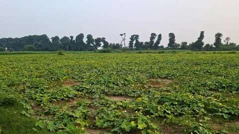 Sprawling Gourd Farm Covered With Yellow Flowers In Summer Stock Footage 344810582