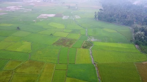 Sprawling Green Patchwork Rice Field Grids near Forest Border Stock Footage 347271744