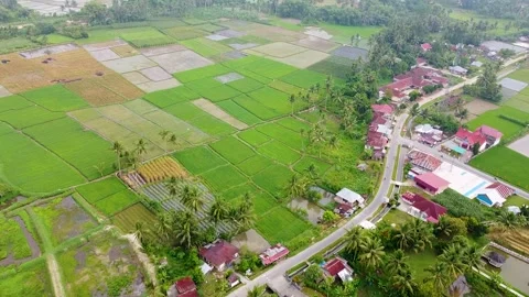 Sprawling Green Patchwork Rice Fields Grid Next to a Village Roadside Path Stock Footage 347271806