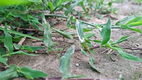Sprawling Green Turf Stems Creeping Over Dry Earth Ground Stock Footage 345289435