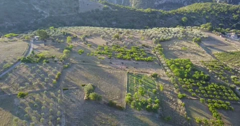 A sprawling hillside blanketed with trees and shrubs in Drome, France Stock Footage 301344095