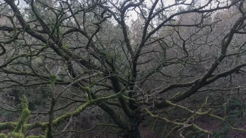 Sprawling Leafless Oak Tree With Branches Coated Stock Footage 327905530