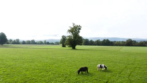 Sprawling meadow with towering tree offers a serene rural scene, ponies grazing. Stock Footage 287115252