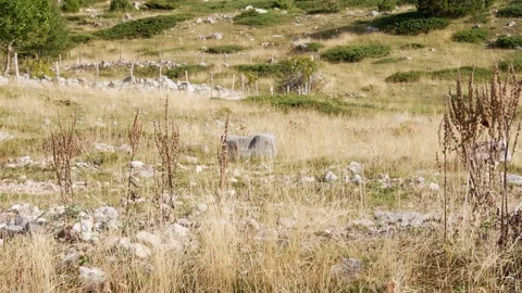 A sprawling mountain meadow. Stock Footage 254525396