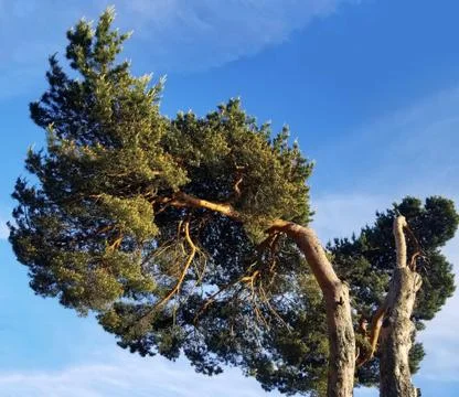 Sprawling pine on a background of blue sky. Bottom view Stock Photos