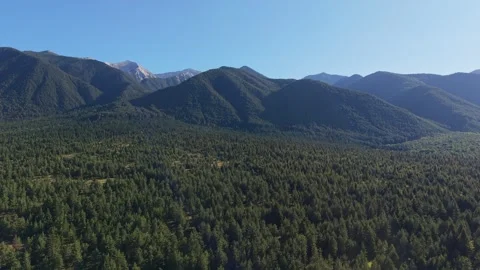 Sprawling Pine Forest Pirin Bulgaria Stock Footage 343794693
