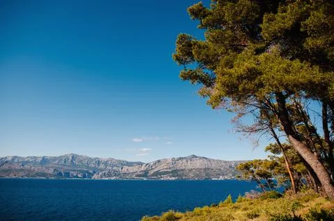 Sprawling tree on background of rocky mountains and sea Stock Photos