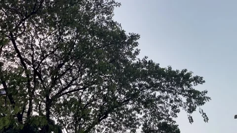 Sprawling Tree Branches Silhouetted Against Calm Morning Sky 库存影片 346544325