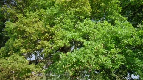 Sprawling Tree Canopy Against Blue Sky Stock Footage 346017287