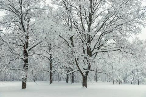 Sprawling trees in the forest after snowfall in overcast cold weather Stock Photos