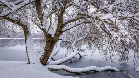 Sprawling trunk of a tree growing on the shore of a lake, covered with a layer Stock Photos