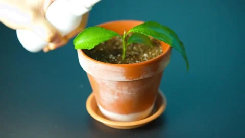 Spray Camellia sinensis with a spray bottle in flower pot spray 스톡 동영상 339328128