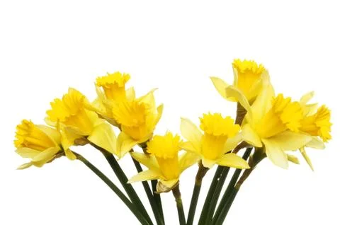 Spray of daffodils Stock Photos