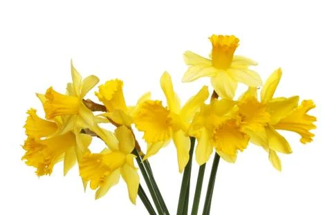 Spray of daffodils Stock Photos