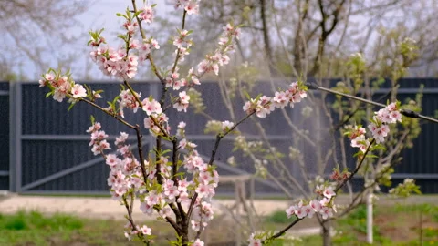 Spray fruit flowering trees in the fall. Selective focus. Stock Footage 281179221