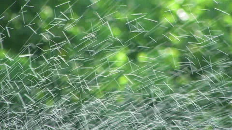 Spray irrigation system. Stock Footage 27087447