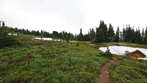 Spray Park Trail Hiking Path through Subalpine Meadows and Wildflowers, Mount Ra Stock Footage 332083125