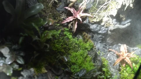 Spray the plant 動画素材 230659882