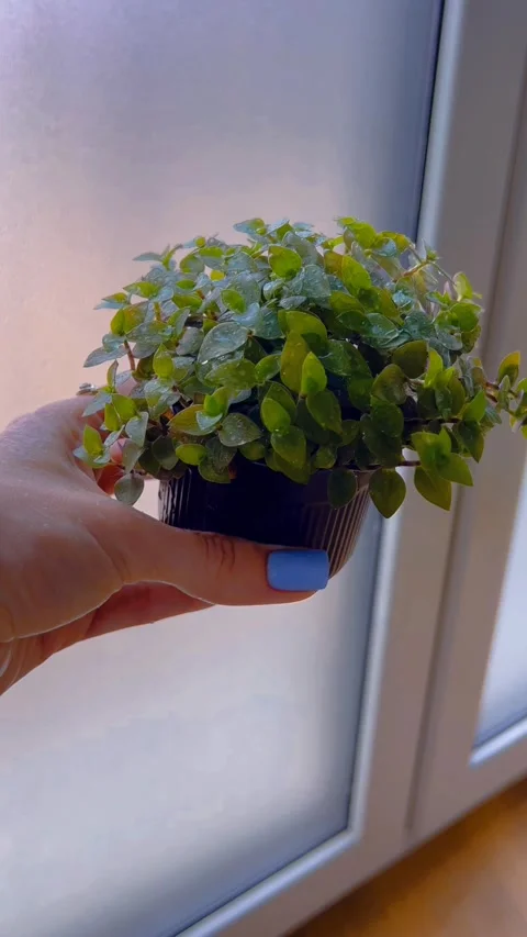 Spray the plant Stock Footage 332808489