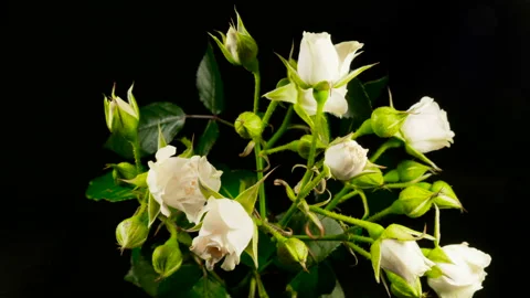 Spray rose dying time lapse on a black background. Wilting flowers Stock Footage