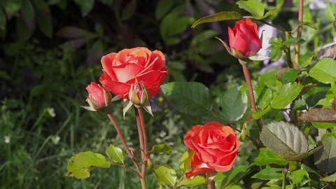 Spray rose Video stock 114689850