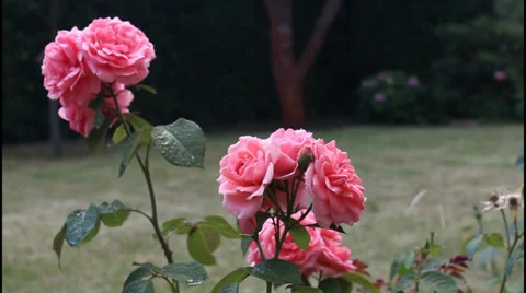 Spray roses Stock Footage 31188626