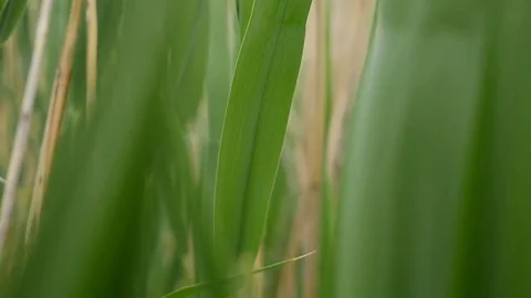 Spray in the Tall Grass. Sunlight streaming through the grass covered dew Stock Footage 76830653