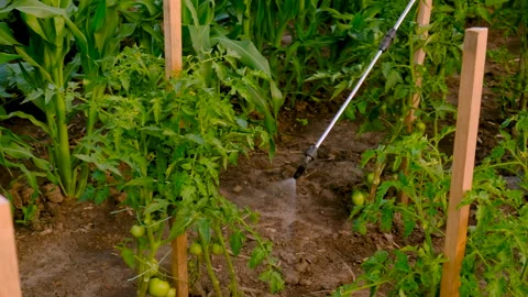 Spray tomatoes in the garden. Selective focus. Stock Footage 274478576