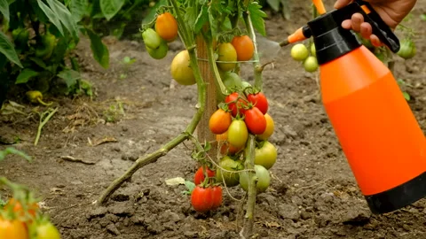 Spray tomatoes in the garden. Selective focus. Stock Footage 274641579