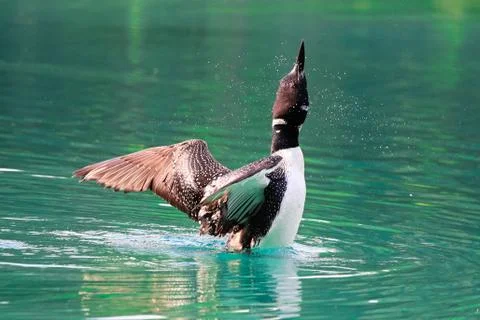 A spray of water around a loon as it stretches it's wings Stock Photos