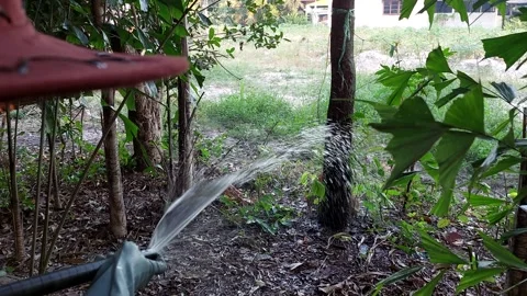 Spray water at the base of a large tree Stockbeeldmateriaal 262138684