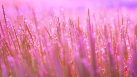 Spray wheat with artificial light plant sprouted grain seeds growing herbs Stock Footage 168500804