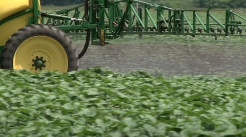 Spray young sunflower Stock Footage 52813337