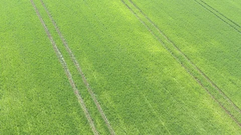 Sprayed wheat crop from above 4K aerial footage Stock Footage 110625278