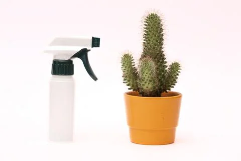 Sprayer with cactus in a pot. Stock Photos