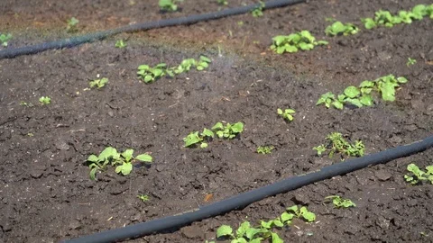 Sprayer is device used to spray liquid on plants in garden. Stock Footage 113644737