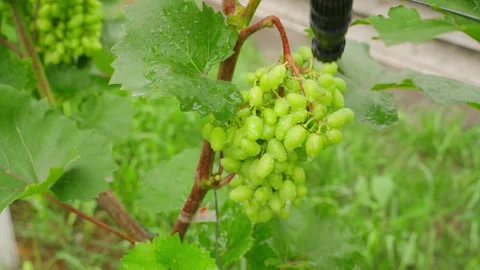 Sprayer nozzle treating grape cluster on vine close-up. Spraying young green Vídeos de archivo 342912635