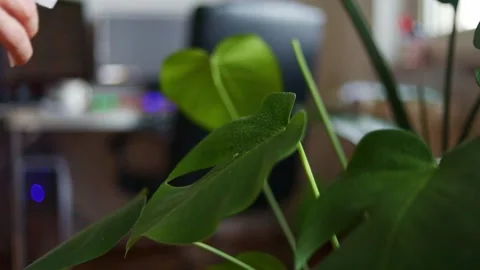 A sprayer is sprayed with a monstera indoor flower. Video stock 238705077