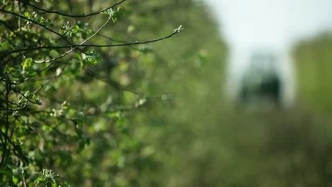 Sprayer sprays apple orchard Stock Footage 74583470