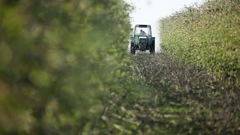 Sprayer sprays apple orchard Stock Footage 74583859