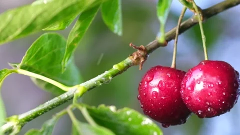 Spraying against pests of fruit trees in the garden. Stock Footage 157002521