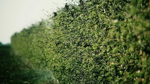 Spraying Apple Orchard 库存影片 74567308