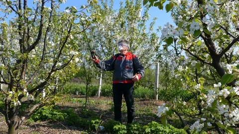 Spraying apple orchard Stock Footage 122925631