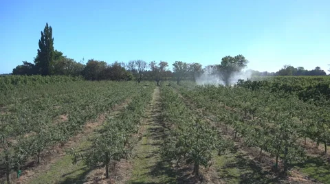 Spraying  apple trees in time lapse HD Stock Footage 43550388